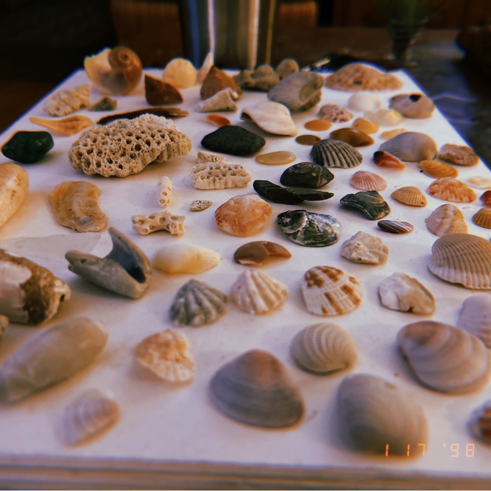 CUSTOM SHELL JEWELRY PICK A SHELL Assorted Seashe… - image 2